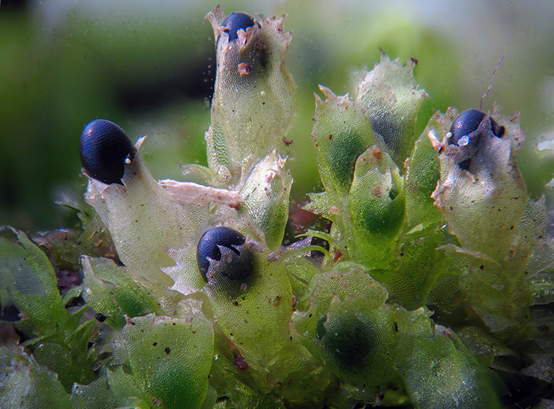 Lophocolea sp.